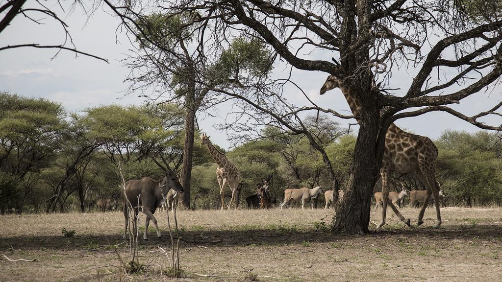 Royal Tree Lodge Maun Exteriér fotografie