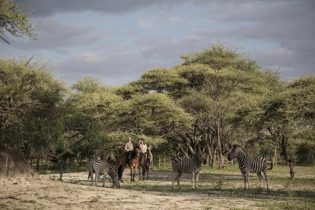 Royal Tree Lodge Maun Exteriér fotografie