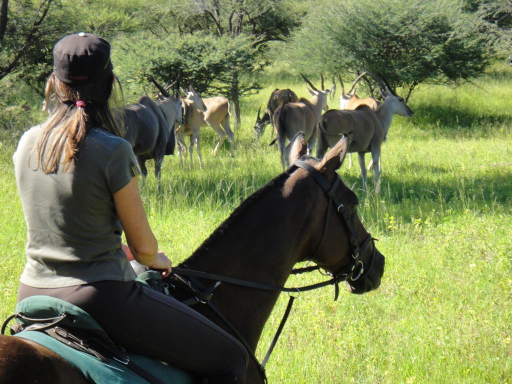 Royal Tree Lodge Maun Exteriér fotografie